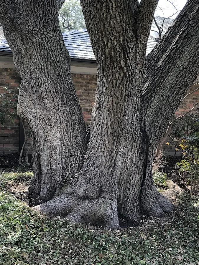Mature heritage tree close to a Granger property cared for by certified arborists